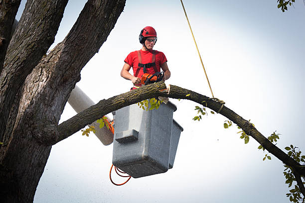 Best Hazardous Tree Removal  in Burton, MI